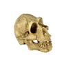 enfeite cranio neandertal ns 91